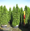 Thuja occidentalis 'Smaragd'